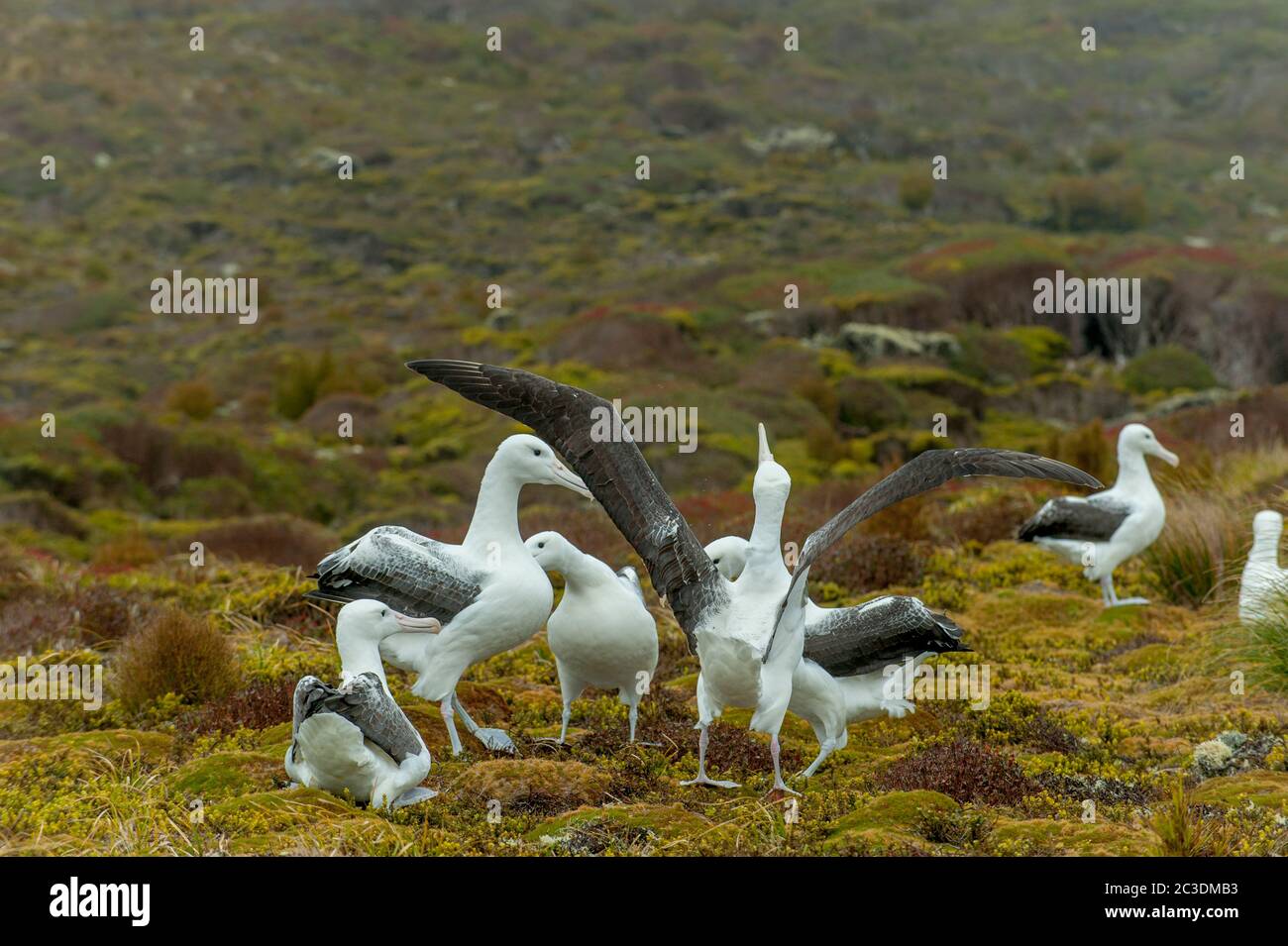 Gamming (comportement de la courtepointe) de plusieurs paires d'albatros royaux du sud (Diomedea epomophora) sur l'île Enderby, une île sous-antarctique de L'Asc Banque D'Images