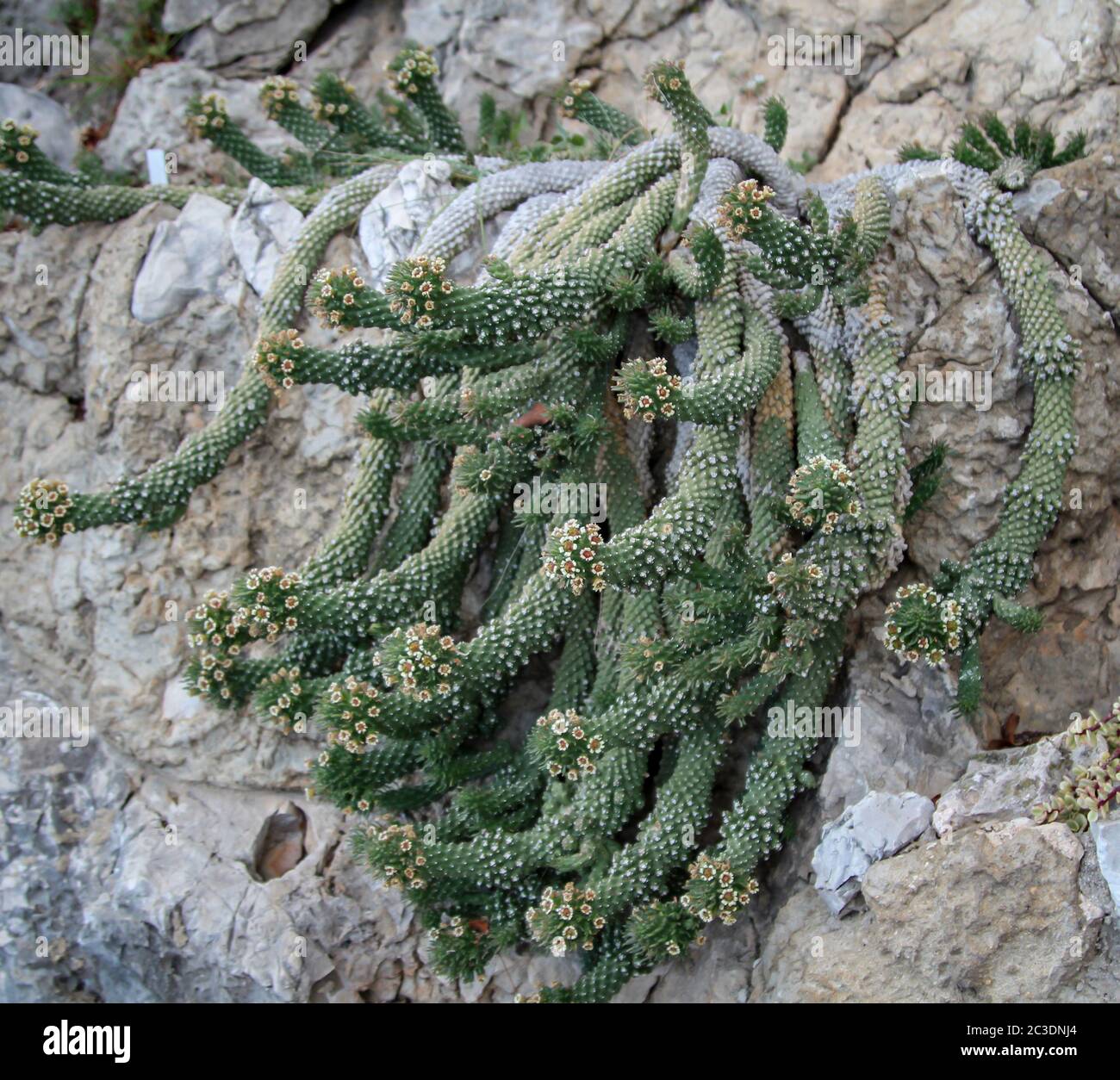 Cactus dans un environnement méditerranéen dans lequel ils sont adaptés de façon optimale Banque D'Images