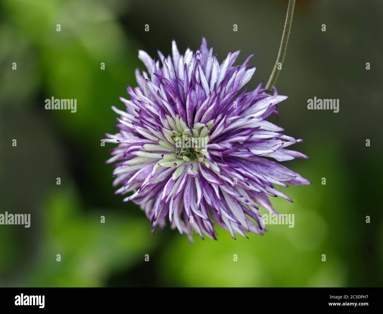 Sieboldii Clematis centre de la fleur Banque D'Images
