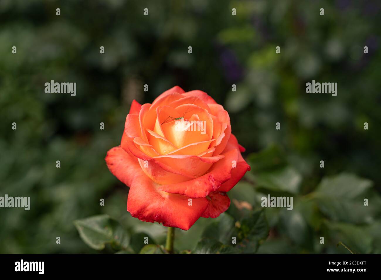 Gros plan d'une fleur spéciale de roses au printemps, fleur de roses, orange, jaune, vert Banque D'Images