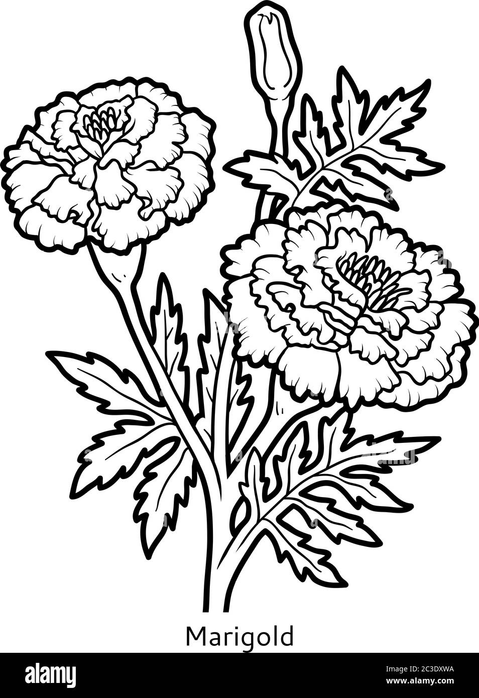 Livre de coloriage pour enfants, fleur Marigold Illustration de Vecteur