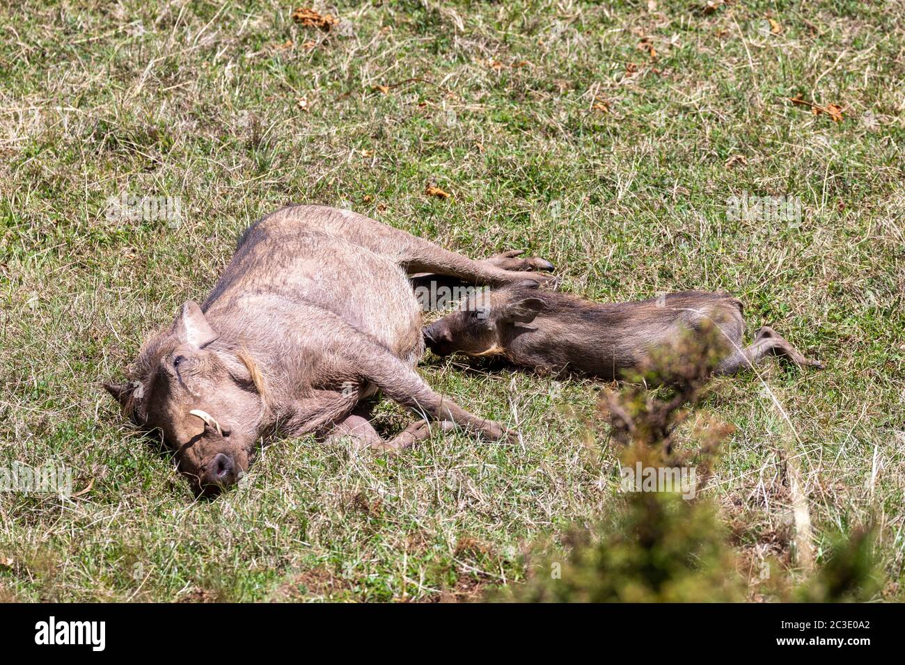 Famille Warthog avec des porcelets de bébé, Éthiopie Banque D'Images