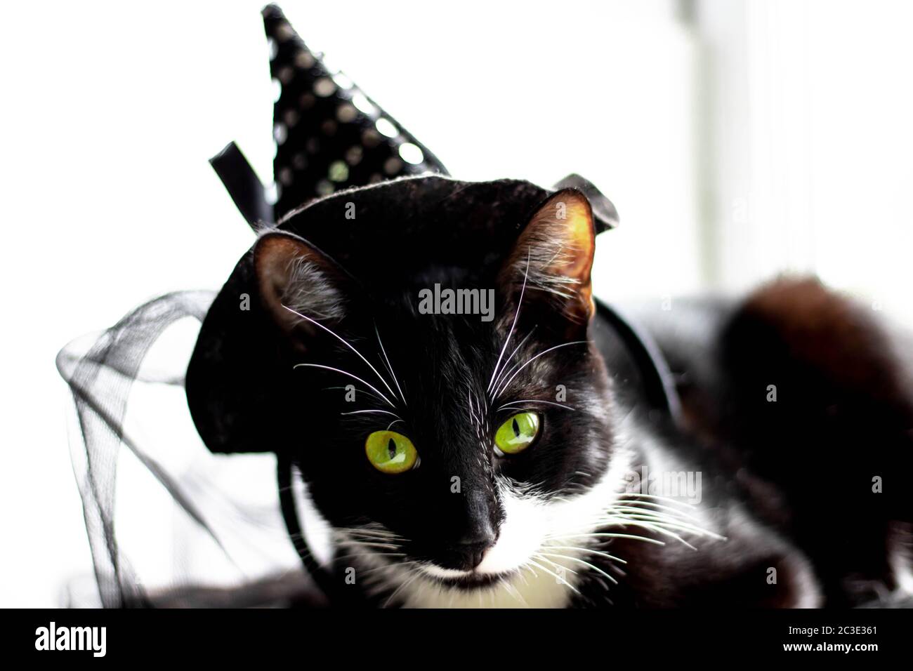Chat Noir Avec Chapeau De Sorciere Pour Halloween Isole Sur Fond Blanc Photo Stock Alamy Chat Noir Avec Chapeau De Sorciere Pour Halloween Isole Sur Fond Blanc Photo Stock Alamy