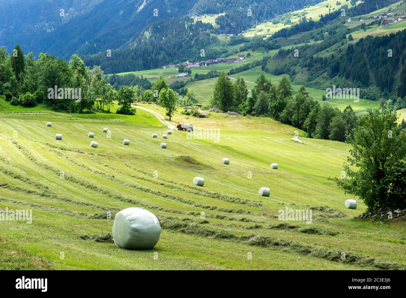 Mountain stream, European Larchs, Larix decidua, Pinaceae, Val da Larisch,  Dumagns, Muntogna da Schons, Alps, Canton of Graubünden, Switzerland Stock  Photo - Alamy