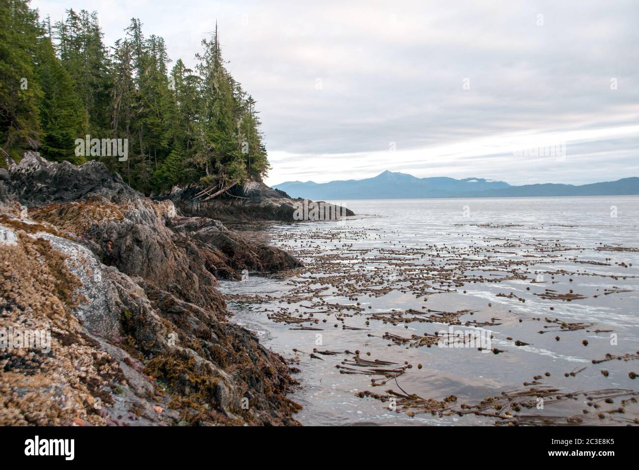 L'algue et le barnacle de whip du taureau couvraient les rives rocheuses d'une zone intertidale de l'océan Pacifique dans la forêt tropicale du Grand Ours, en Colombie-Britannique, au Canada. Banque D'Images