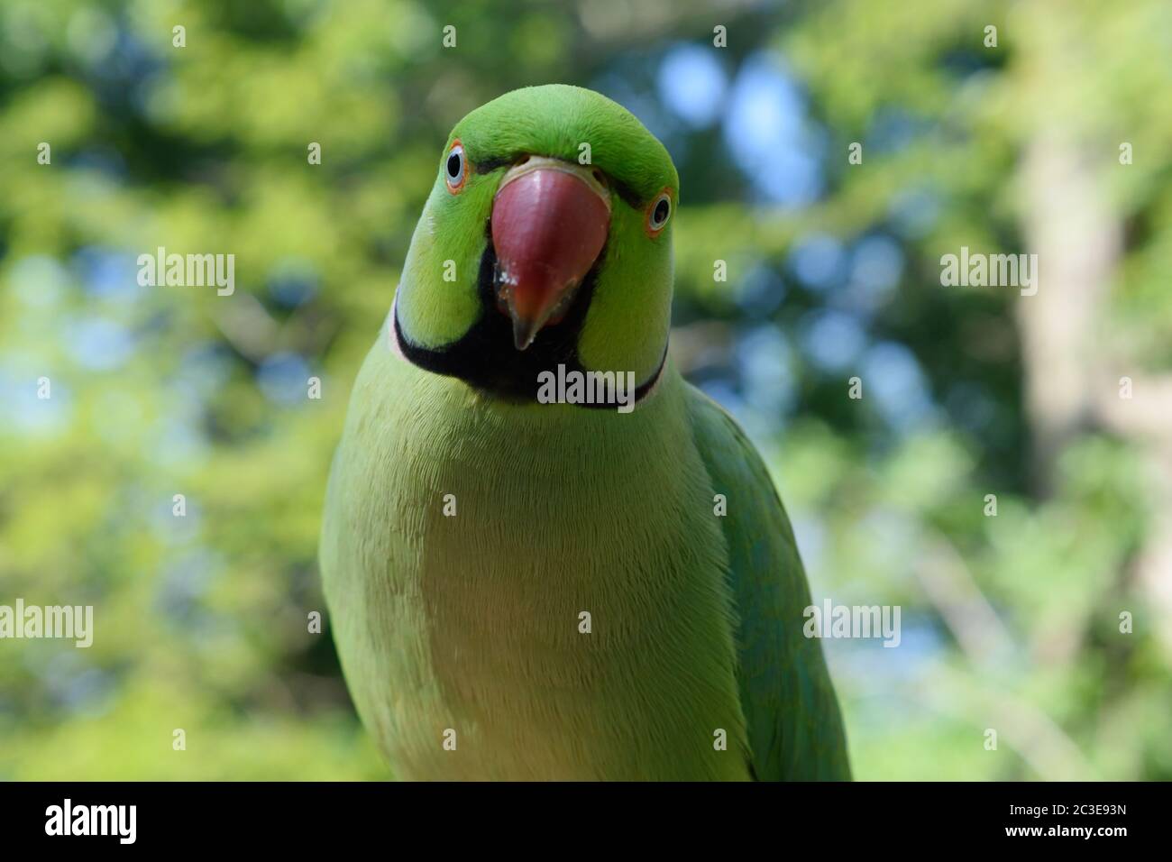 Gros plan Portrait d'un Parakeet à anneaux roses mâle Banque D'Images