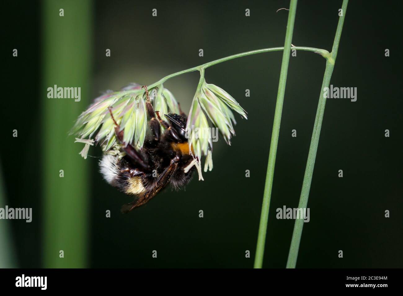 Portrait, gros plan d'une abeille bourdonneuse sur une plante Banque D'Images