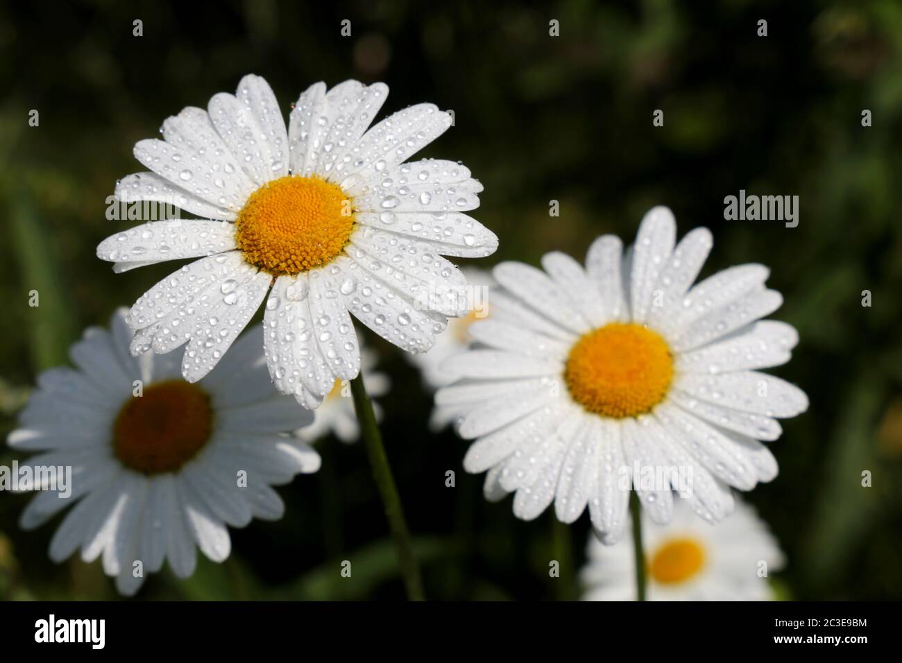 Fleurs de Marguerite avec gouttes d'eau sur des pétales blancs. Camomille sur la prairie d'été dans le matin ensoleillé Banque D'Images