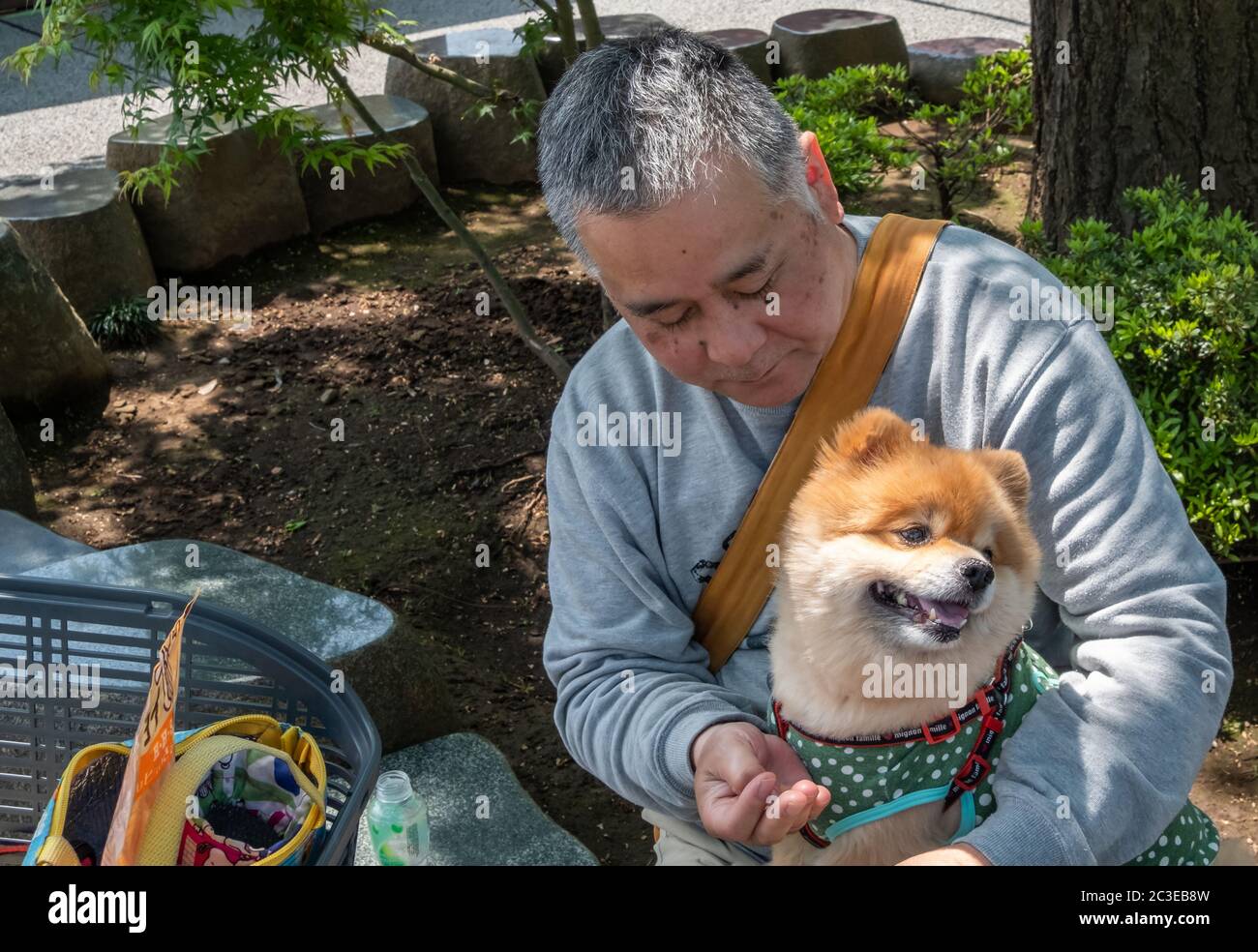 Homme d'âge moyen japonais avec son chien Akita, Tokyo, Japon Banque D'Images