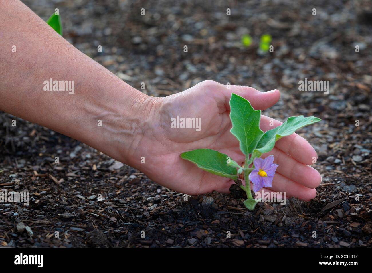 Photo horizontale d’une main de jardinière femelle en buvant une jeune aubergine en fleur pourpre. Banque D'Images
