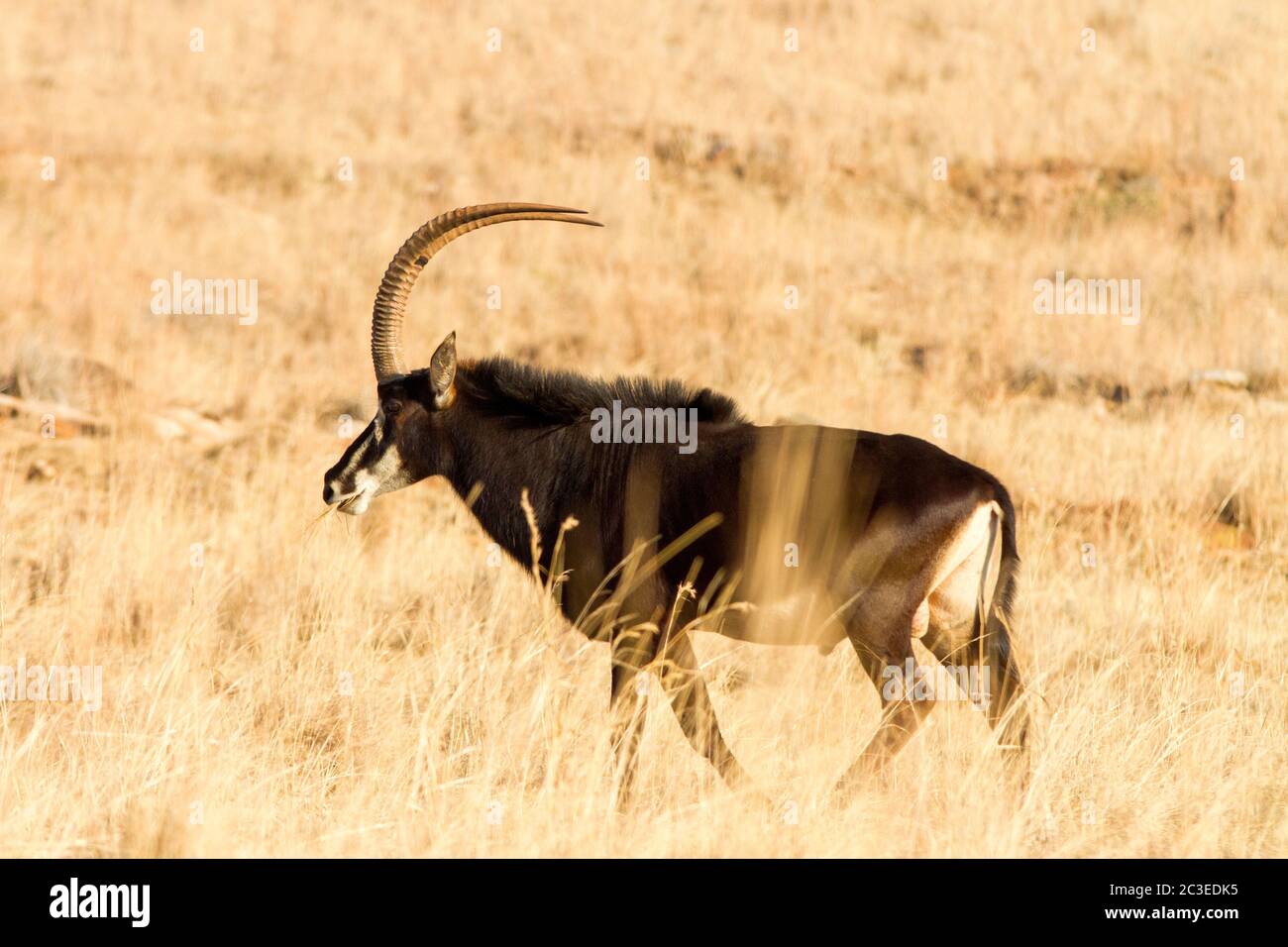 Antelope de sable, Afrique du Sud Banque D'Images
