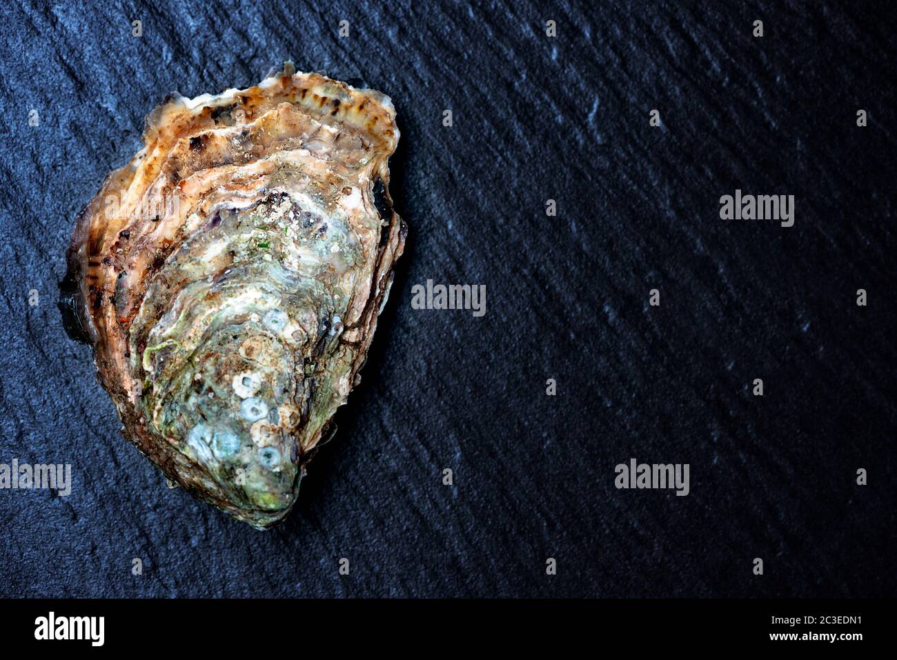 Huîtres crues sur la surface de la pierre Banque D'Images