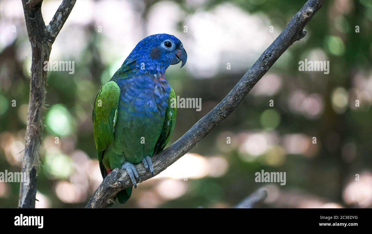 Une amazone à tête bleue dans un parc en Equateur Banque D'Images