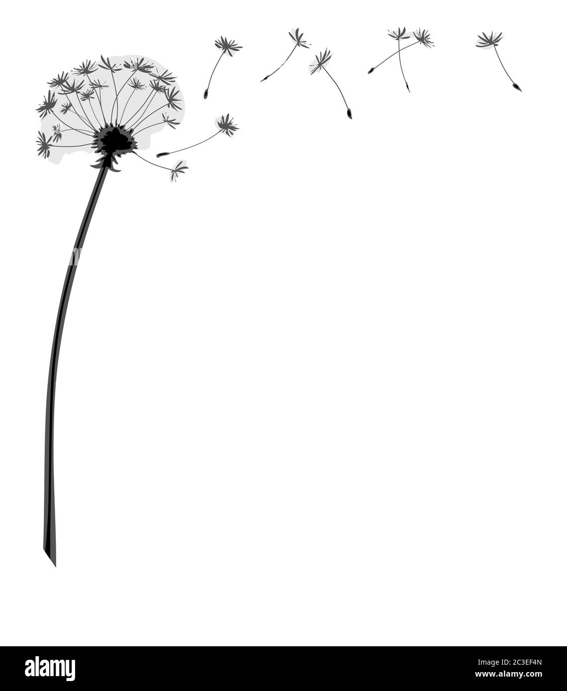 pissenlit fleur avec graines volantes Banque D'Images