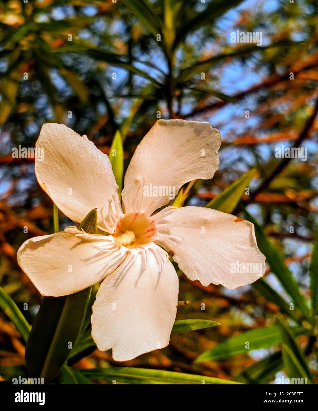 Une belle fleur blanche avec des feuilles vertes est en regardant le soleil le matin.J'ai tiré sur cette belle fleur au Bangladesh. Banque D'Images