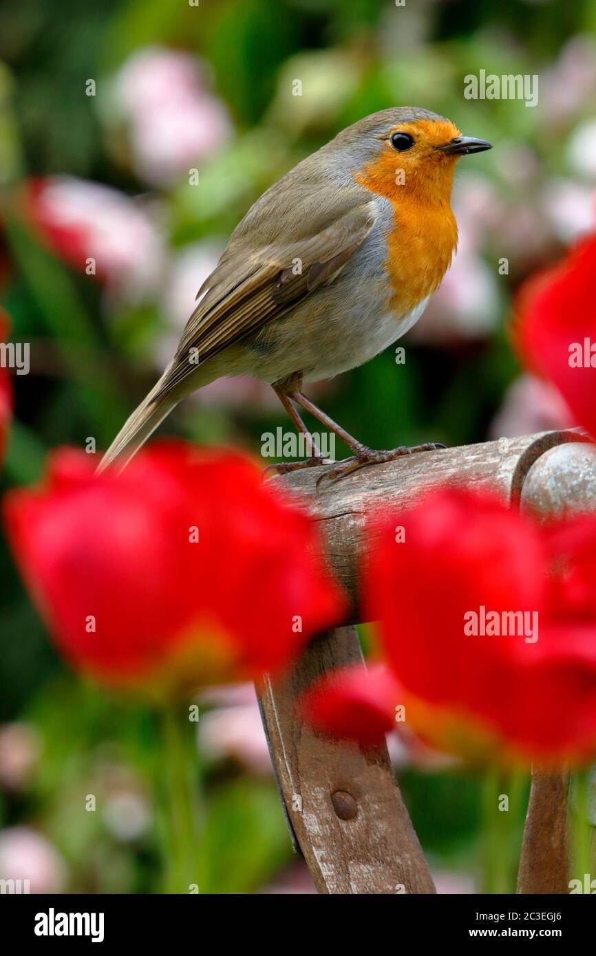 Robin européenne, erithacus rubecula, oiseau de jardin familier au Royaume-Uni perché sur une poignée de fourche parmi les Tulips rouges Banque D'Images