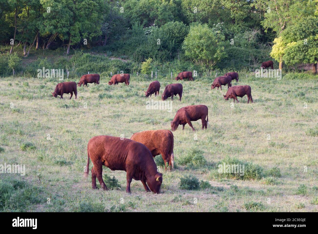 Vaches paissant dans des terres agricoles dans le pays anglais, Royaume-Uni Banque D'Images
