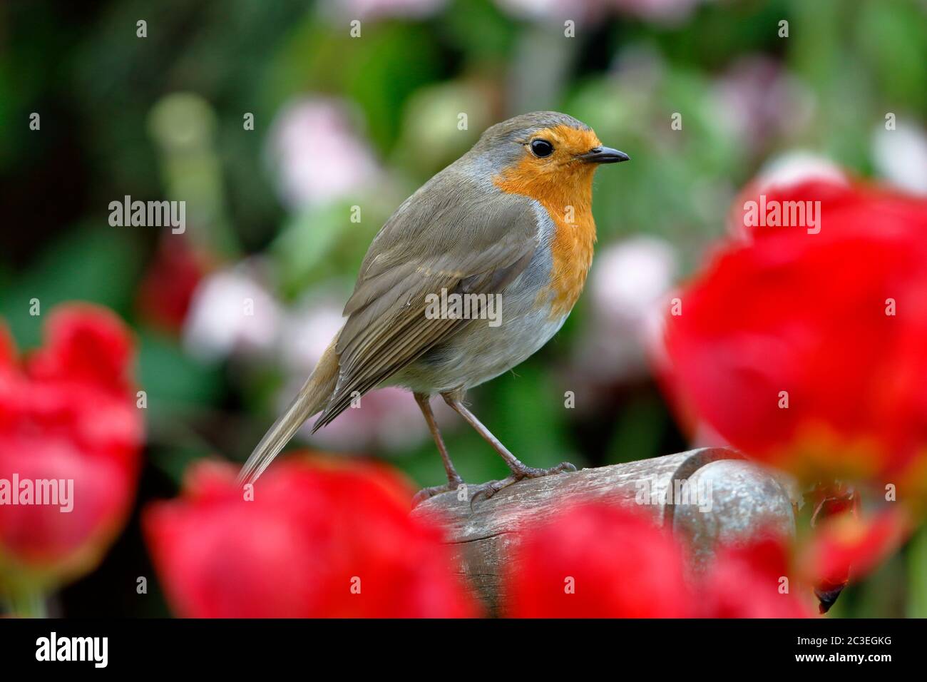 Robin européenne, erithacus rubecula, oiseau de jardin familier au Royaume-Uni perché sur une poignée de fourche parmi les Tulips rouges Banque D'Images