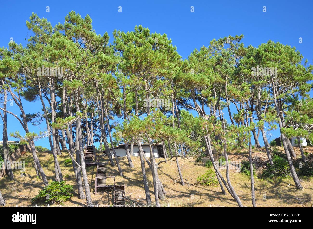 Vacances autour de la baie d'Arcachon et de la dune de pilat, France Banque D'Images