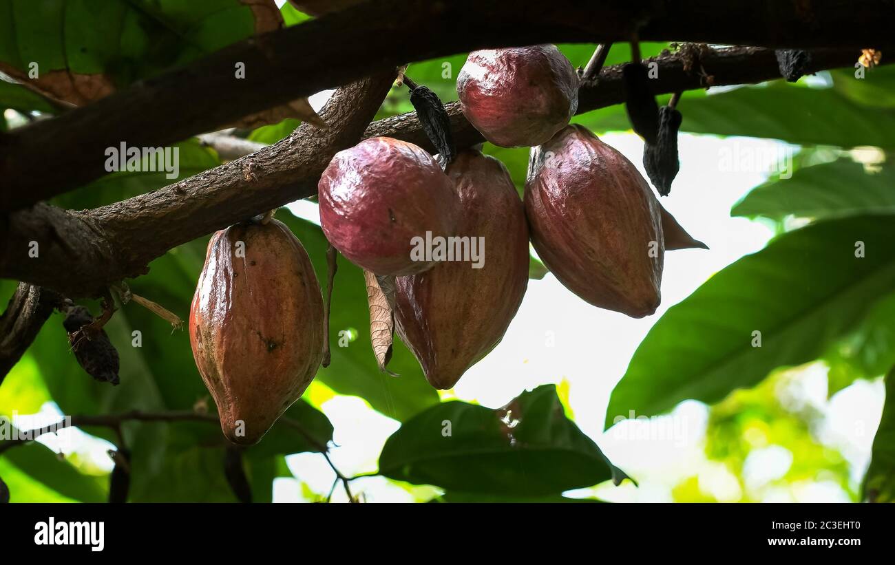 Cinq cabosses de cacao violet sur un arbre en Equateur Banque D'Images