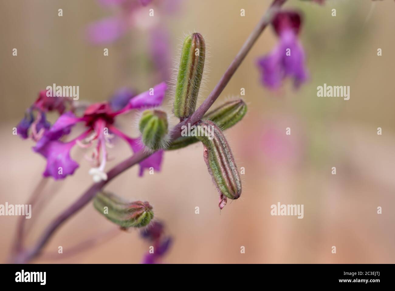 Gros plan fleur Banque D'Images