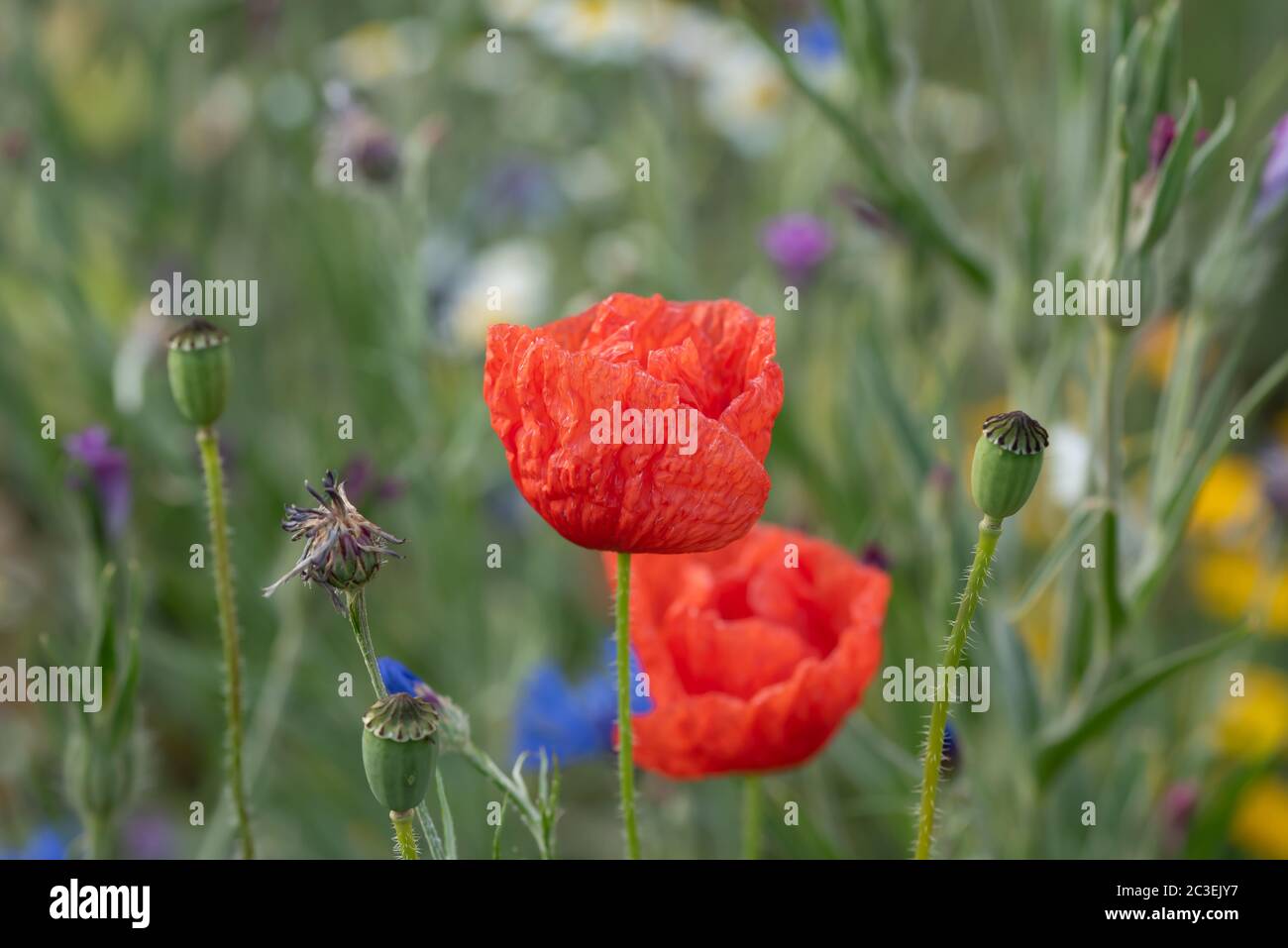 Gros plan fleur Banque D'Images