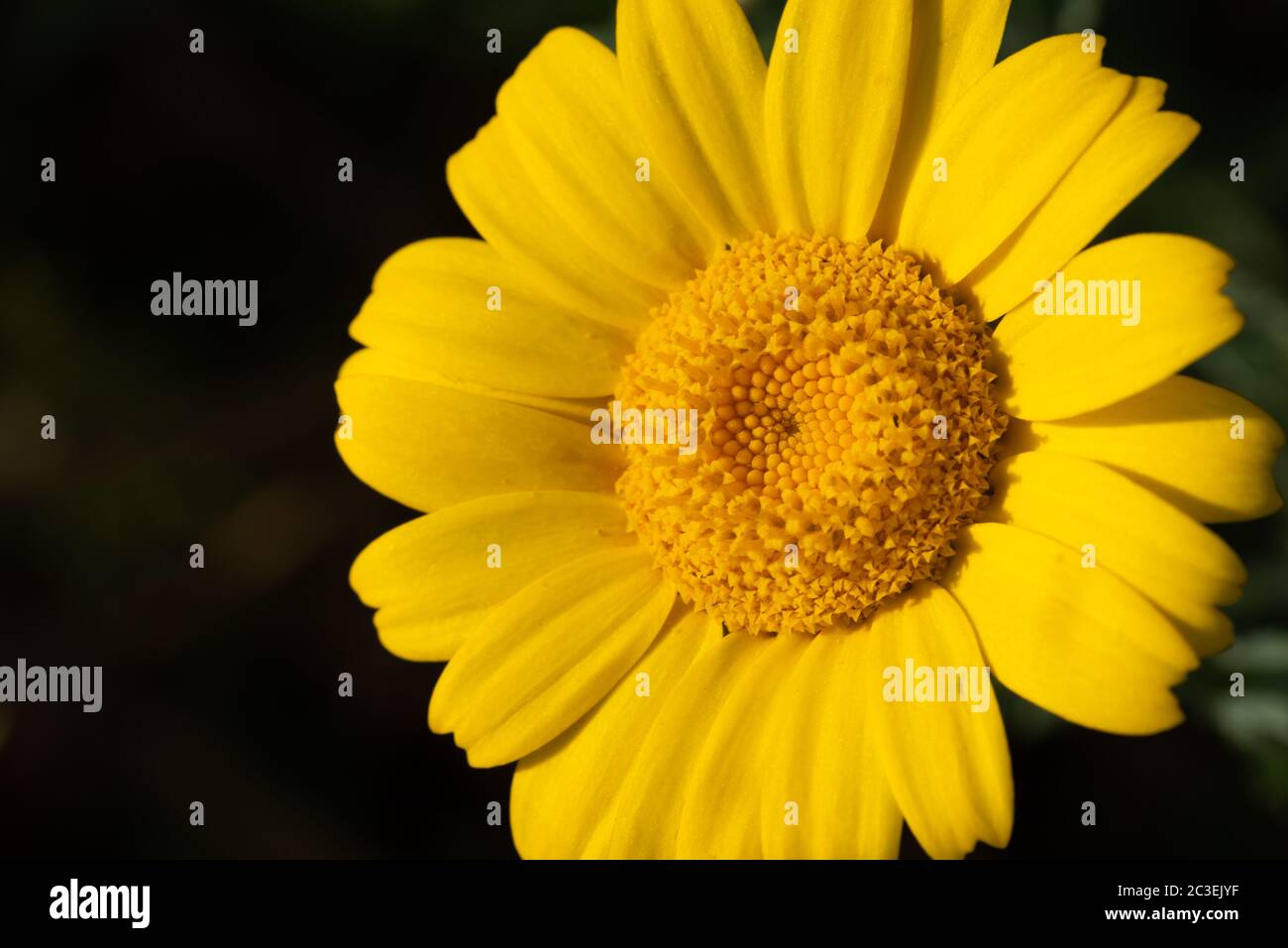 Gros plan fleur Banque D'Images