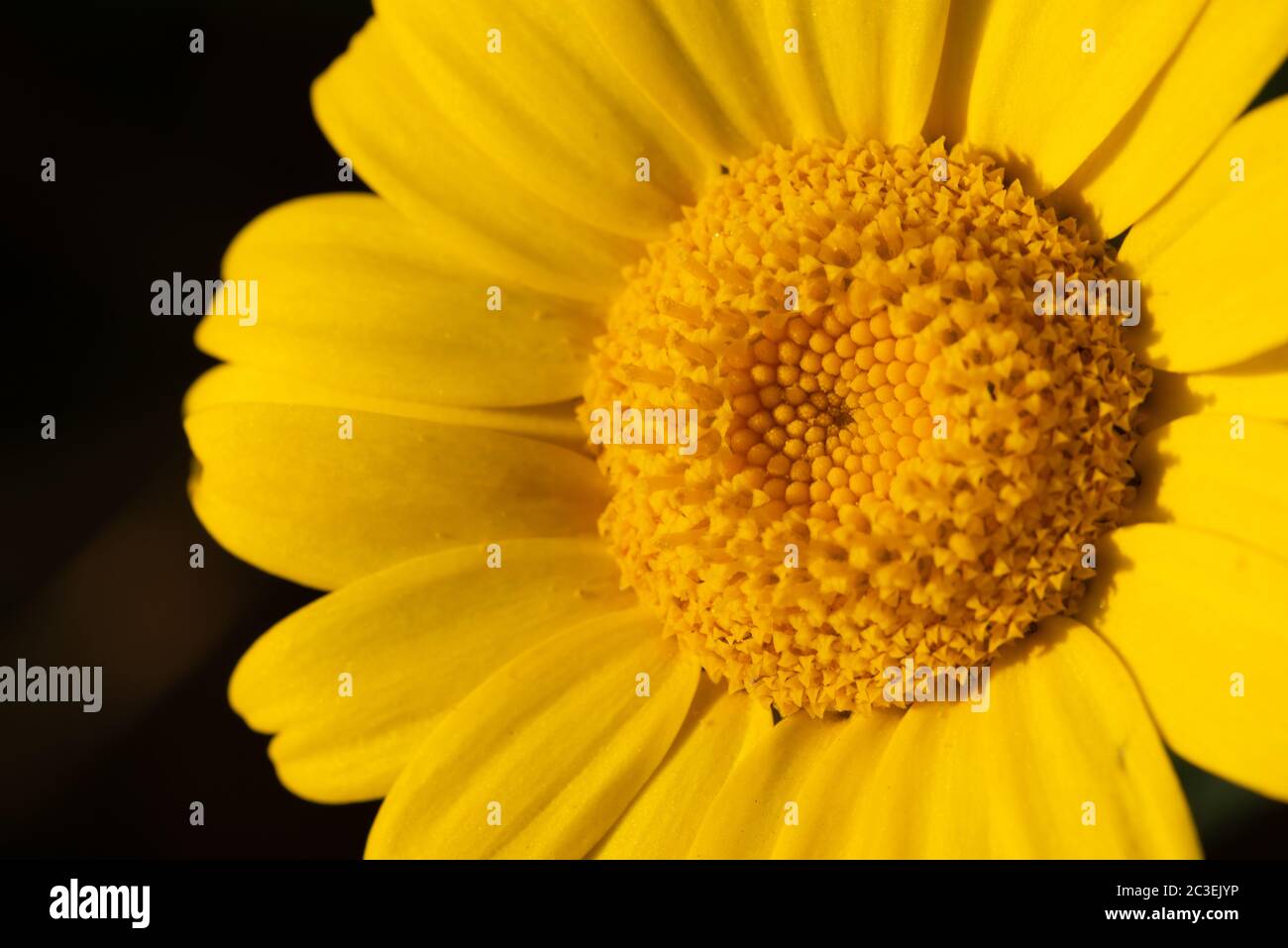 Gros plan fleur Banque D'Images