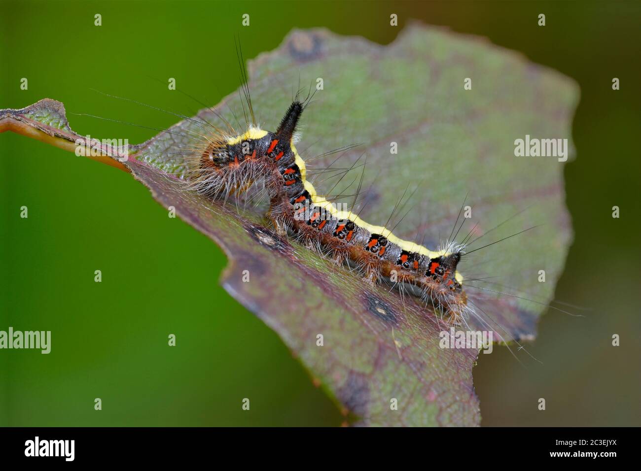 Gris Dagger Moth - Acronicta psi Caterpillar Banque D'Images
