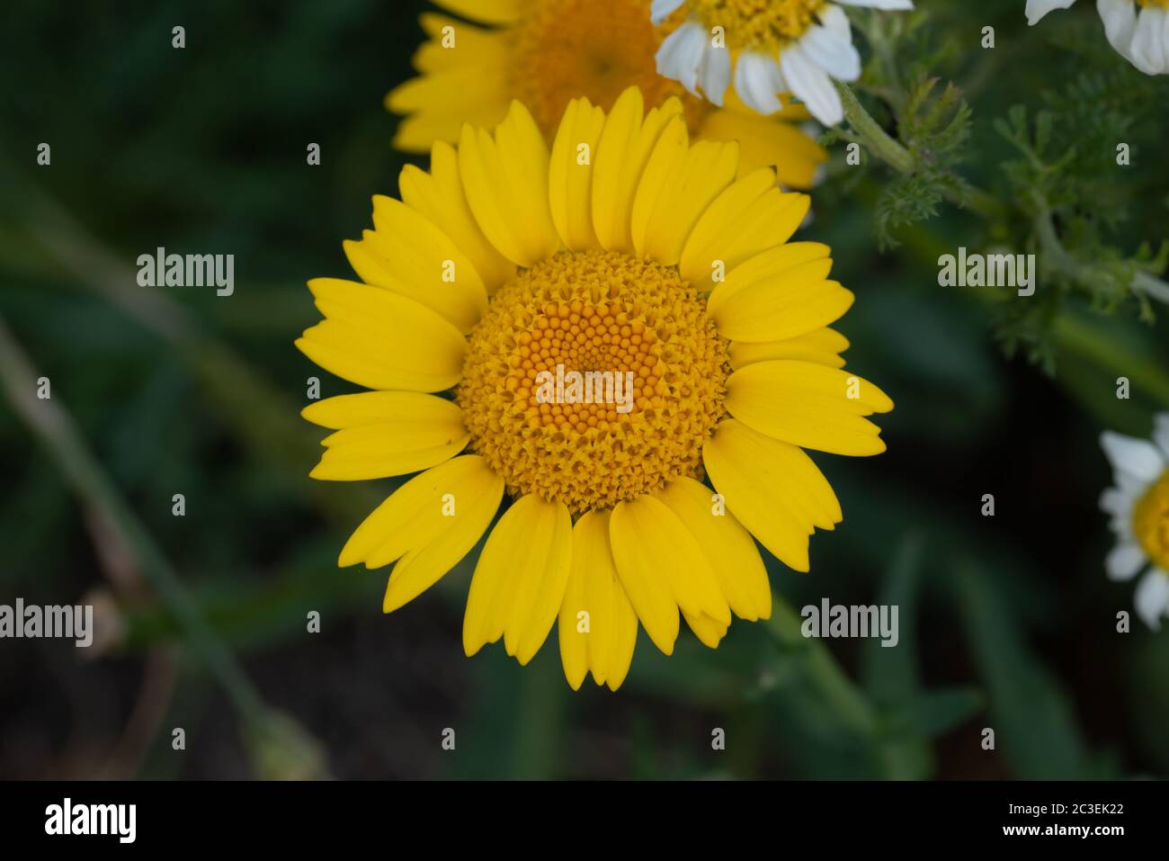 Gros plan fleur Banque D'Images