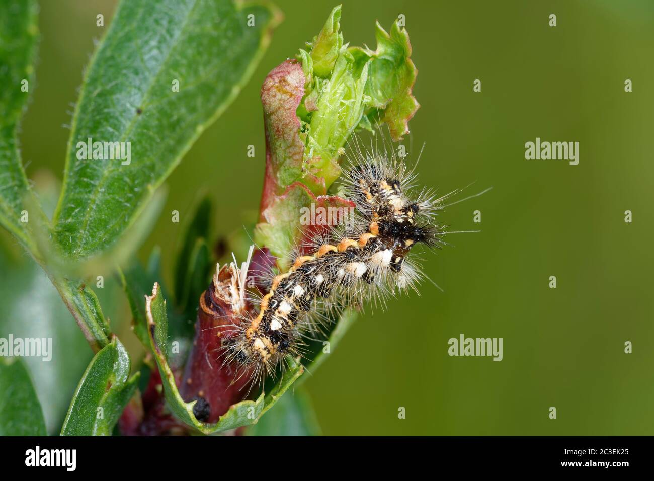 Knot Grass – Acronicta rumicis Caterpillar Banque D'Images
