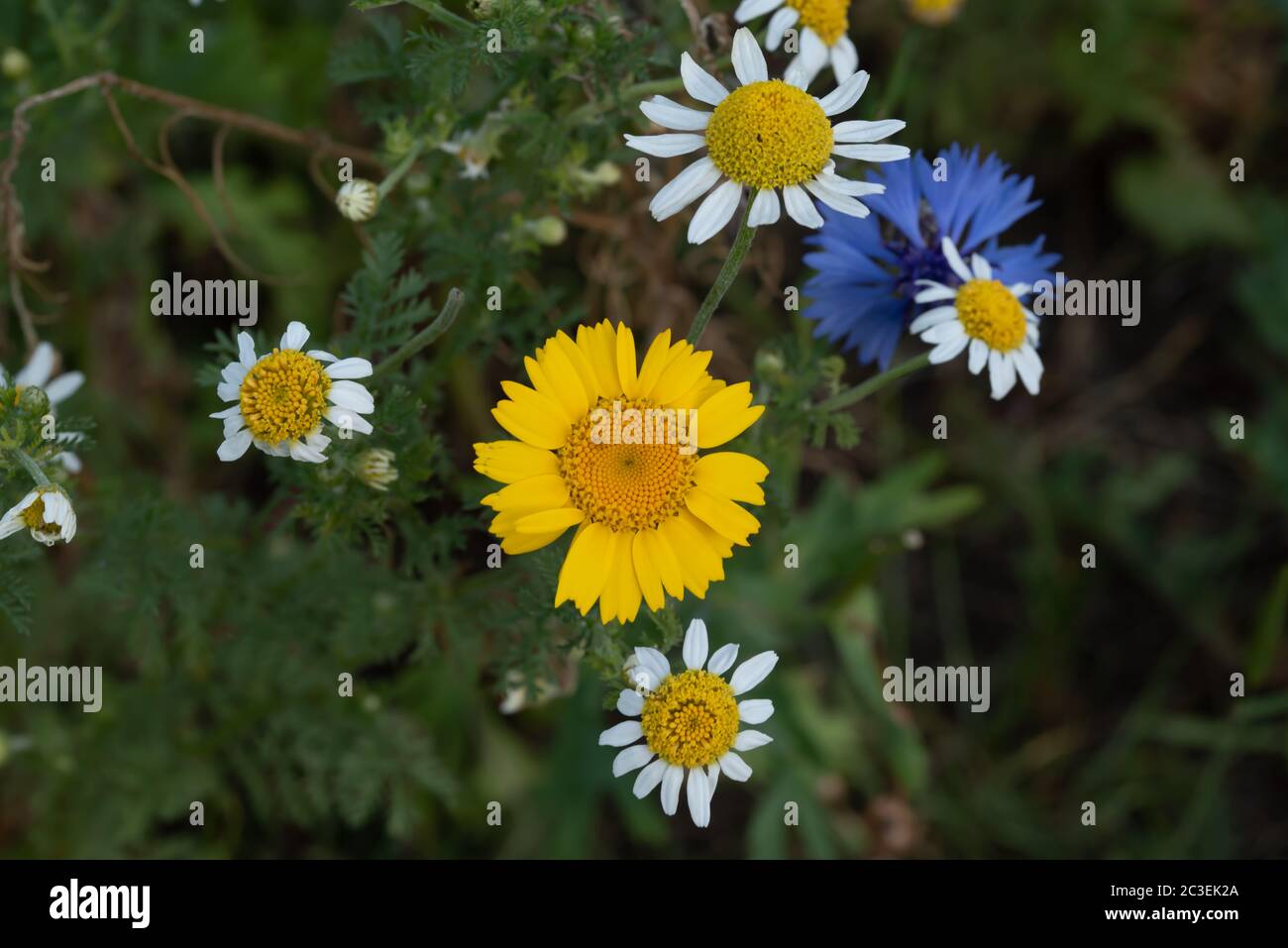 Gros plan fleur Banque D'Images