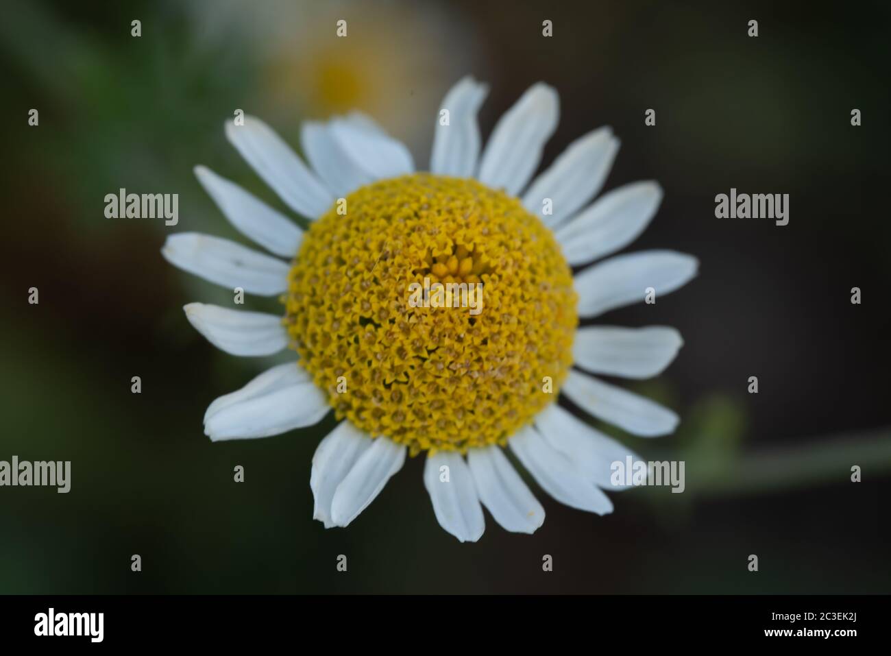 Gros plan fleur Banque D'Images