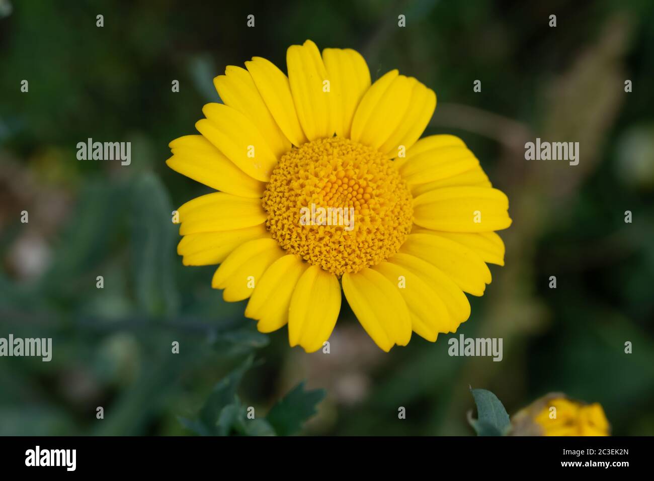 Gros plan fleur Banque D'Images