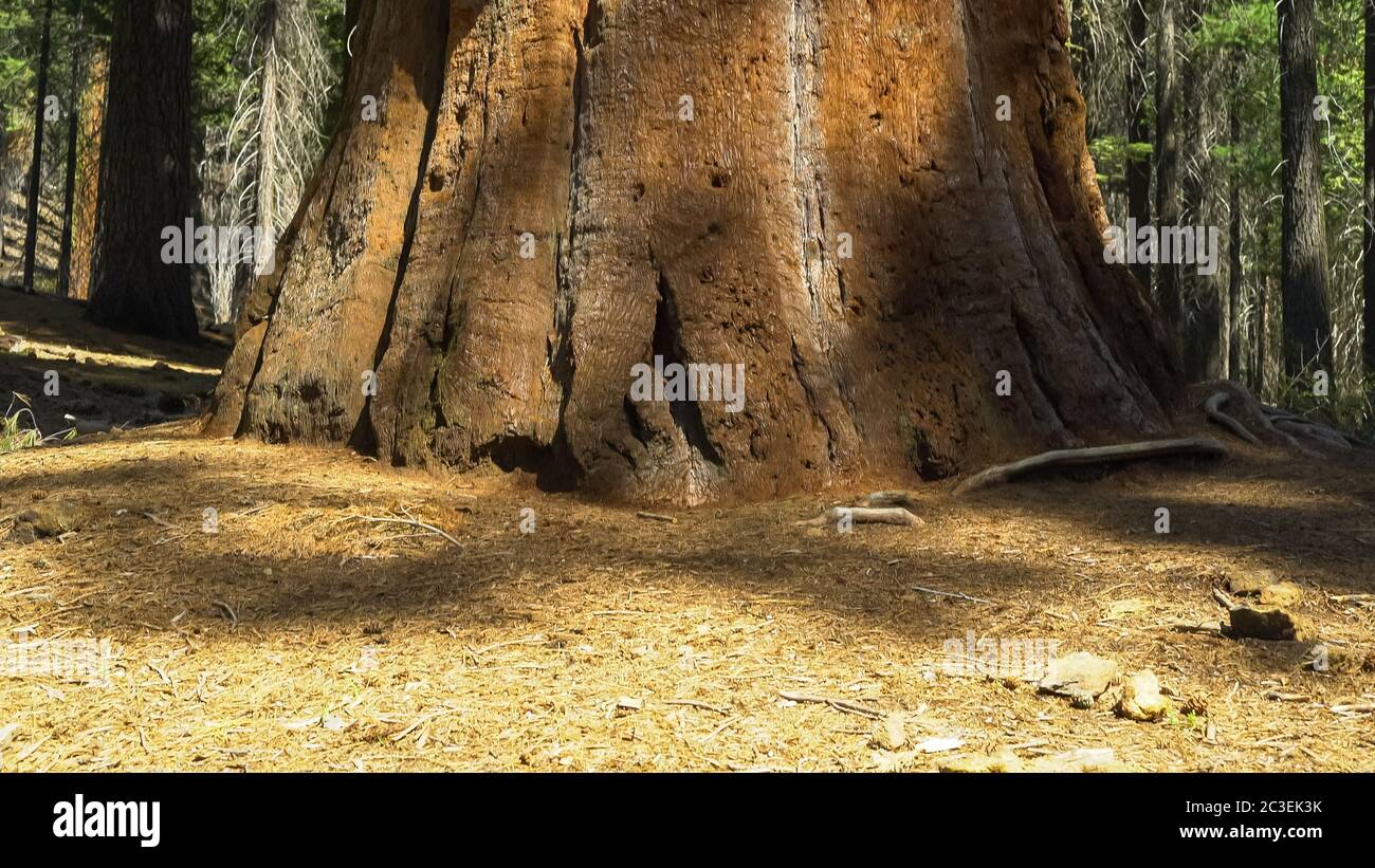 Base d'un arbre séquoia géant dans le parc Yosemite Banque D'Images