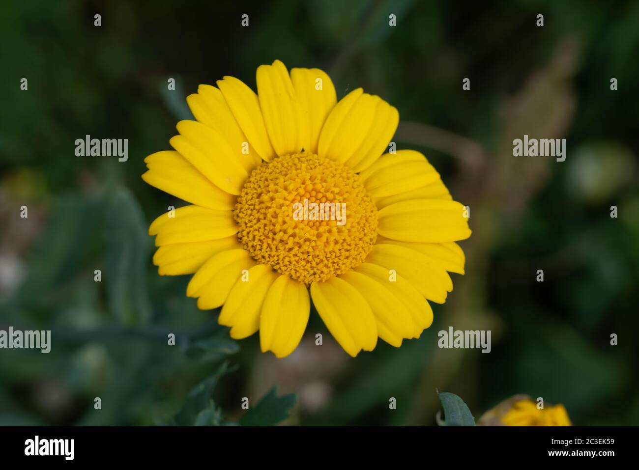 Gros plan fleur Banque D'Images