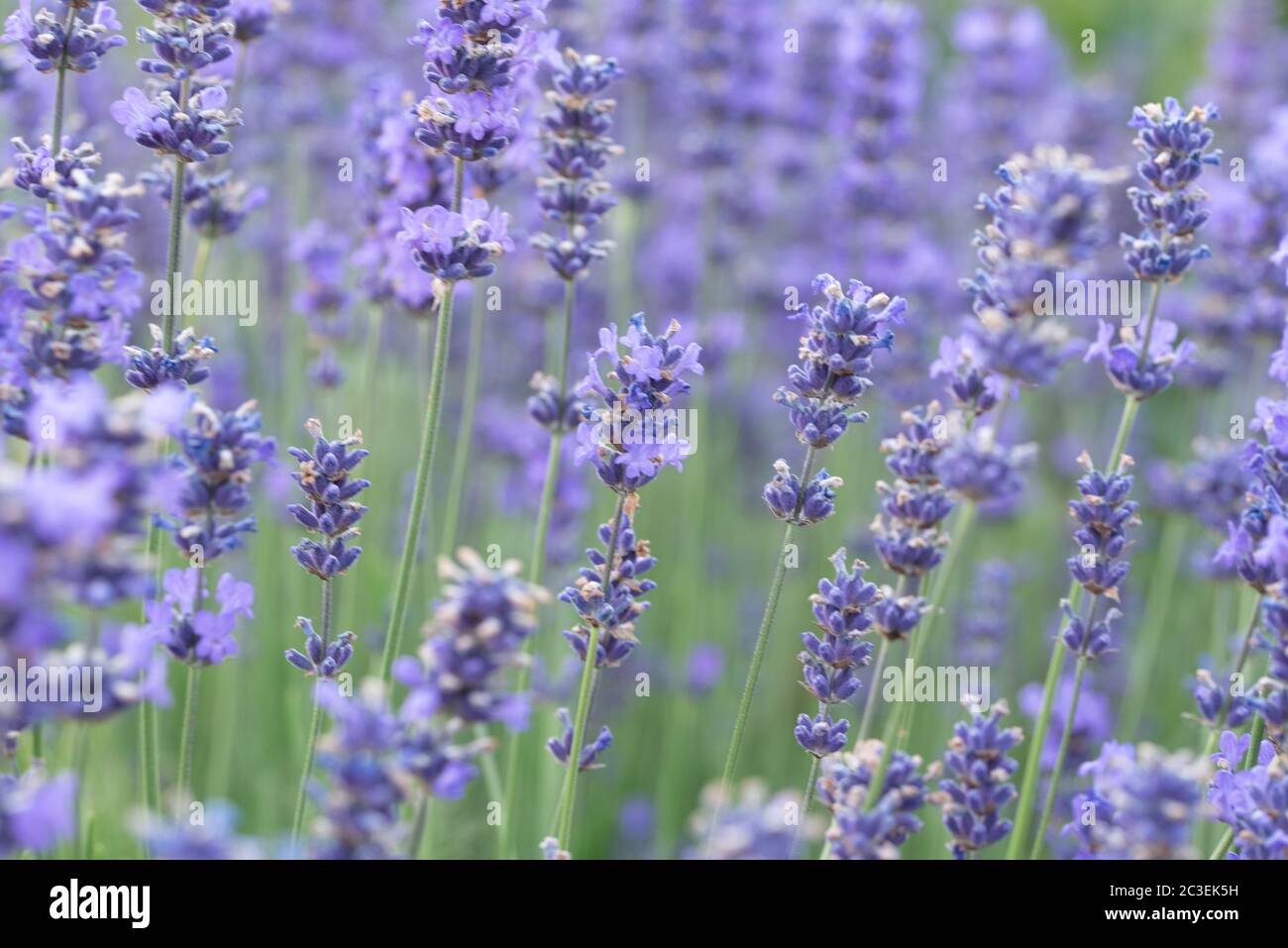 Gros plan fleur Banque D'Images