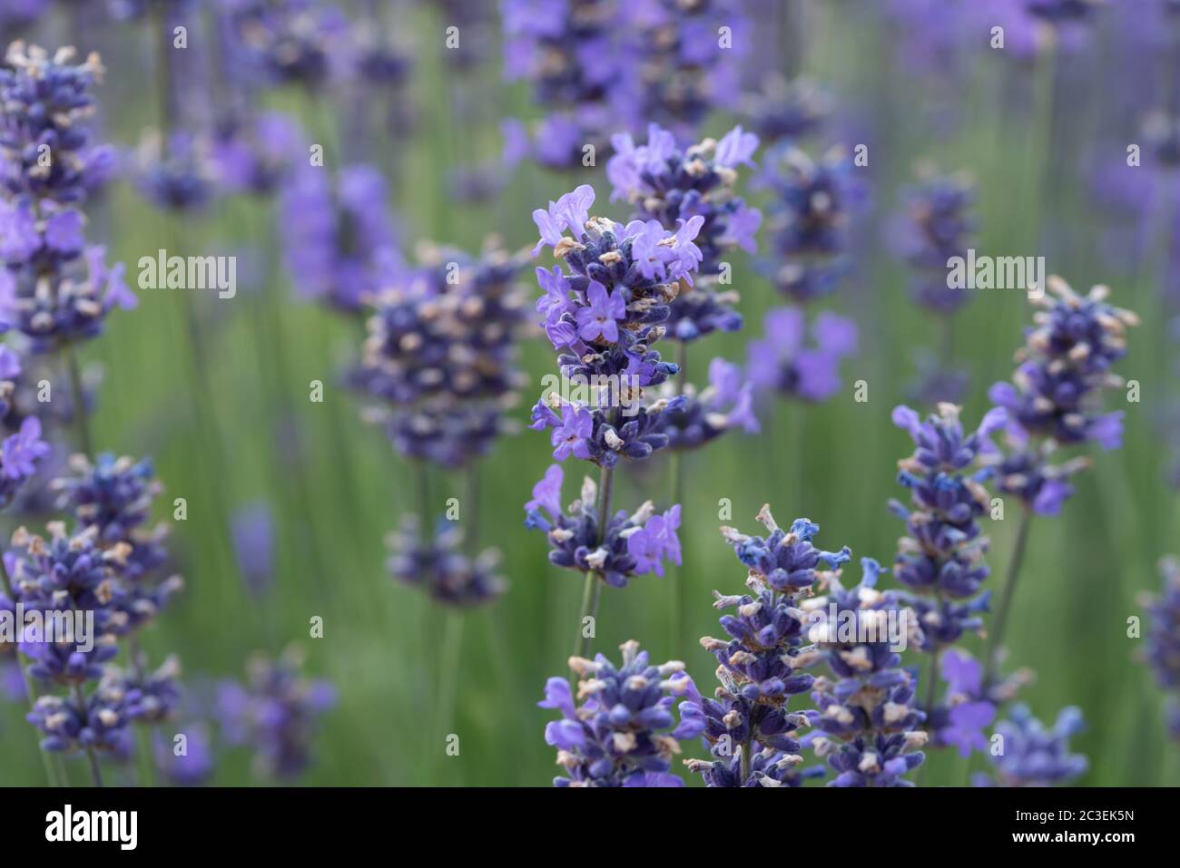 Gros plan fleur Banque D'Images