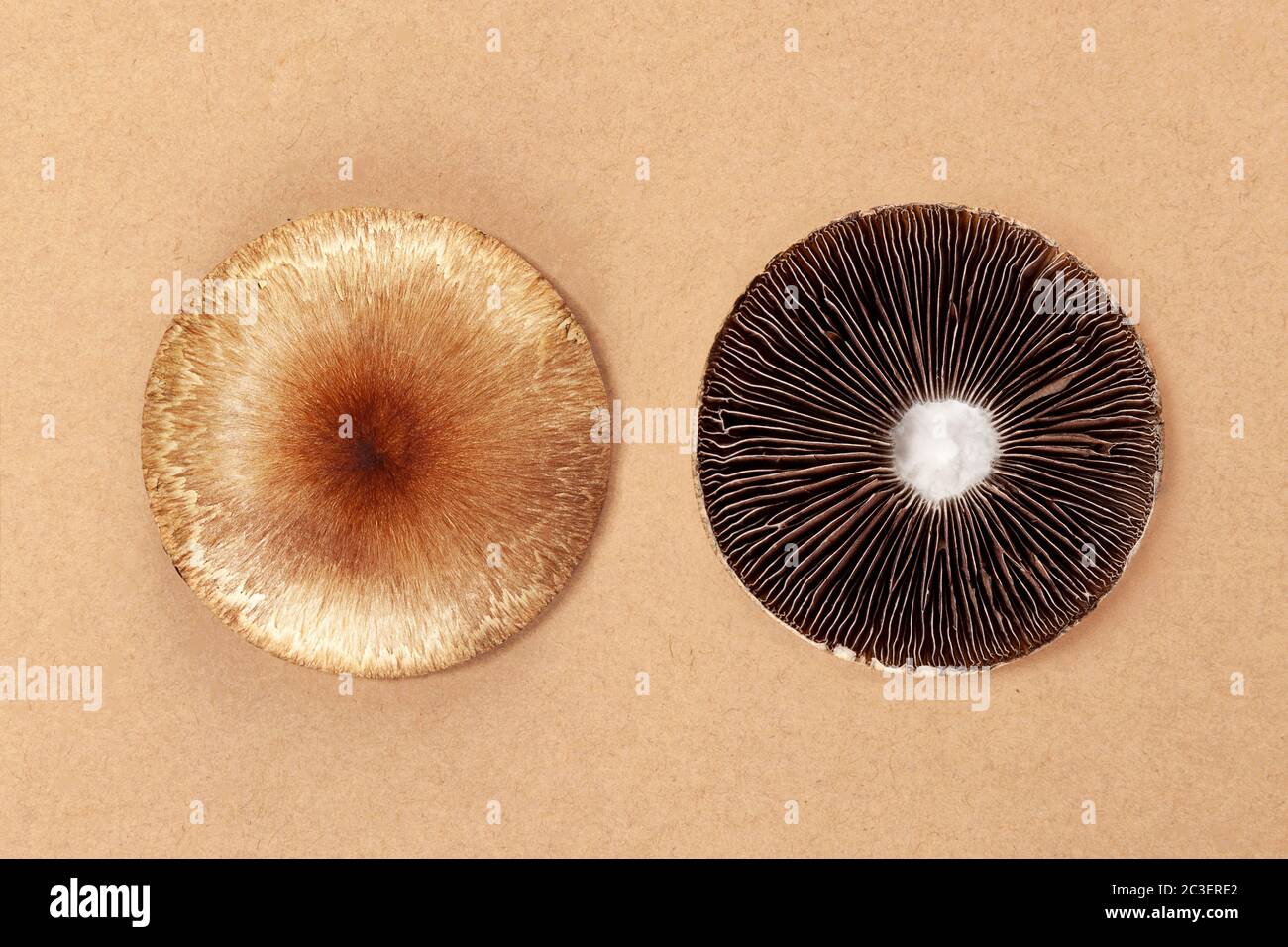 Psilocybe Cubensis - maître d'or champignons hallucinogènes. Banque D'Images