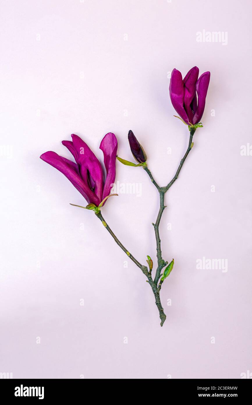 Fleurs et un bourgeon de Magnolia violet. Banque D'Images