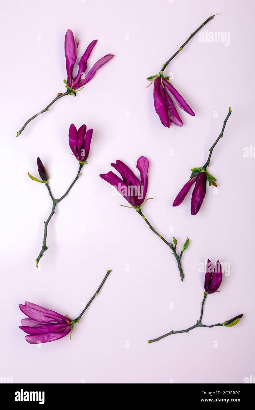 Branches fleuries de Magnolia rose foncé. Banque D'Images