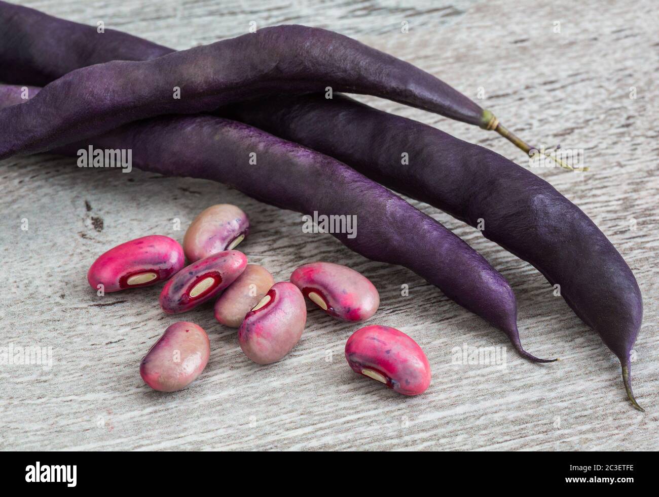 Gousses de haricots violets Banque D'Images