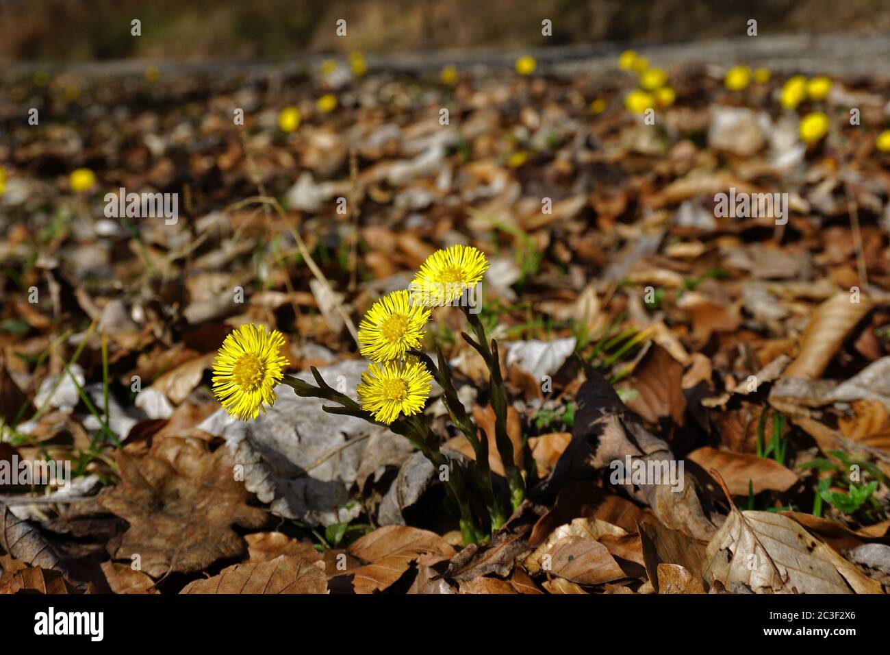 coltsfoot ; crin ; Banque D'Images