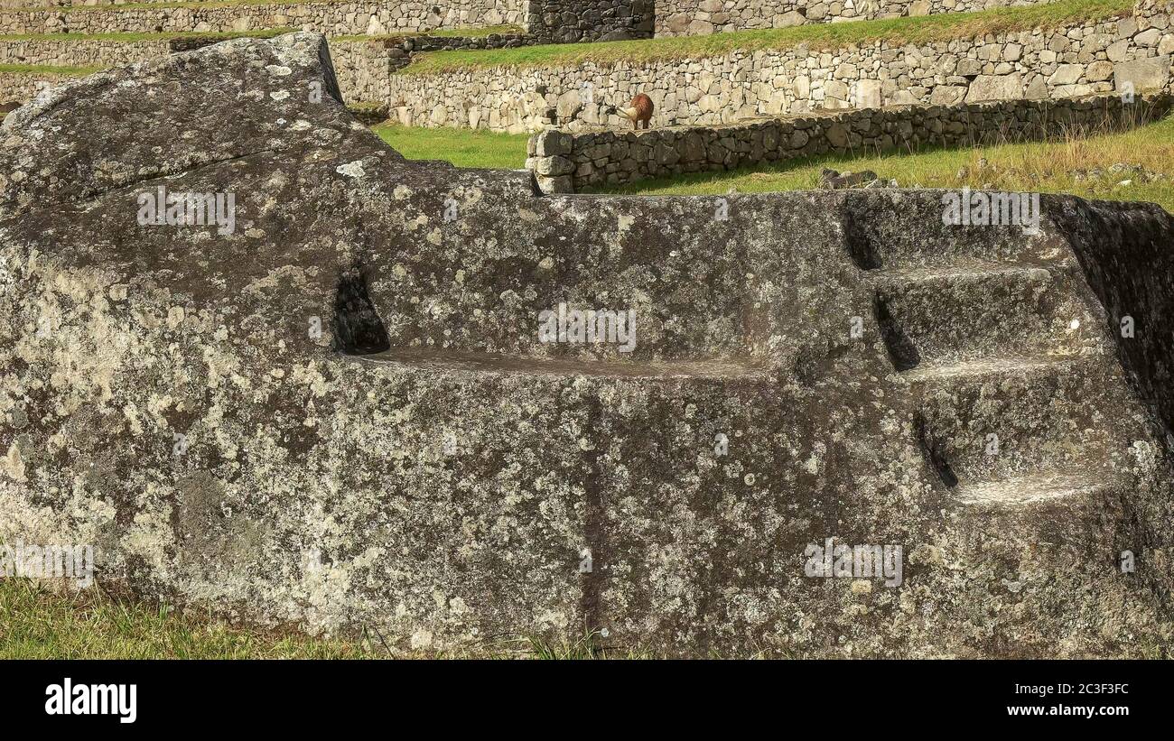 Close up d'un rock de cérémonie au Machu picchu avec un lama d'alimentation Banque D'Images
