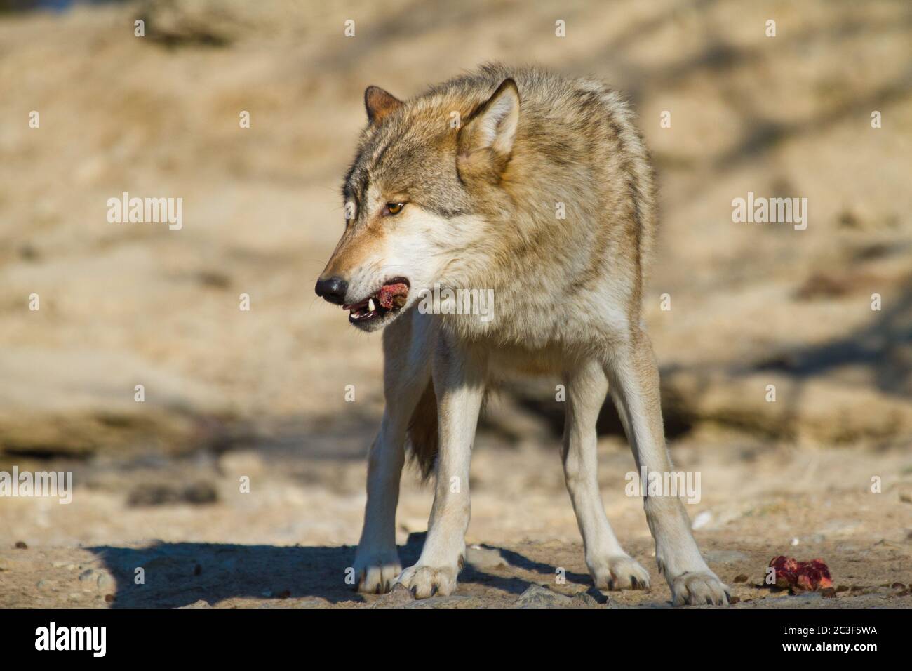 Loup de l'est Banque de photographies et d’images à haute résolution ...