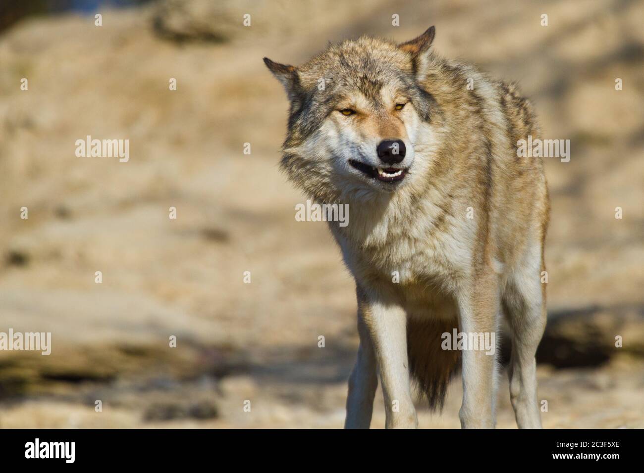 Loup de l'est du canada Banque de photographies et d’images à haute ...