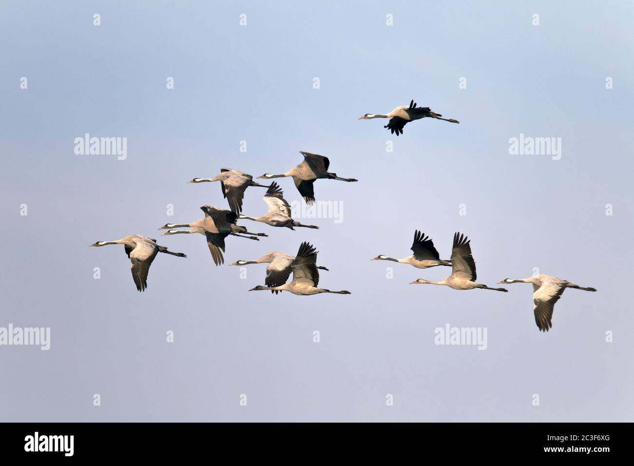 Migration de chute de grue commune Banque D'Images