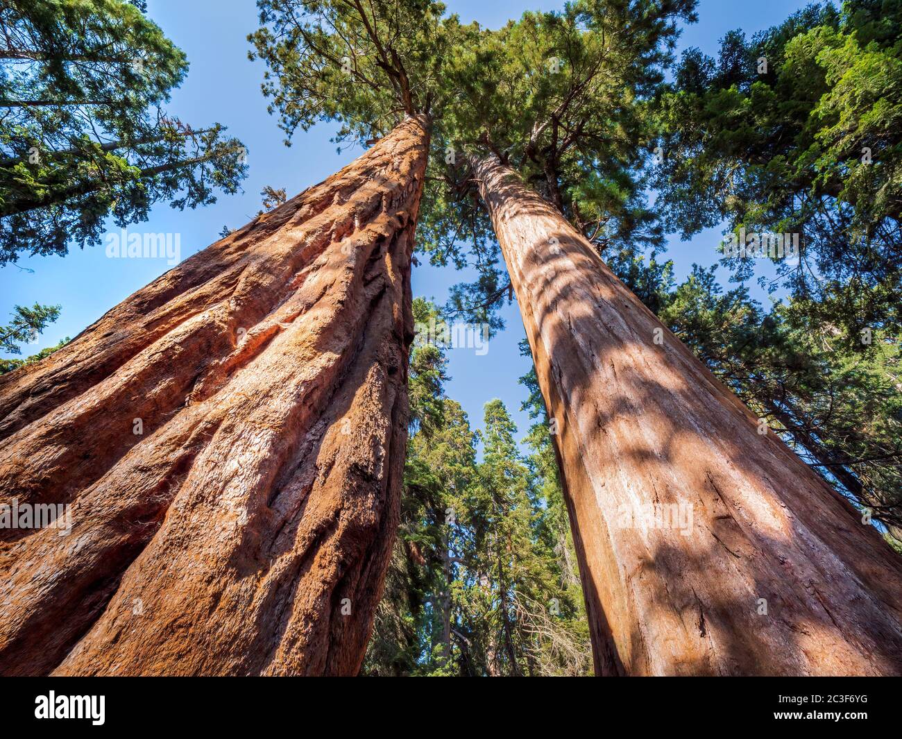 Séquoia géant (Sequoiadendron giganteum) arbres dans la forêt géante du parc national de Sequoia, en Californie des États-Unis. Banque D'Images