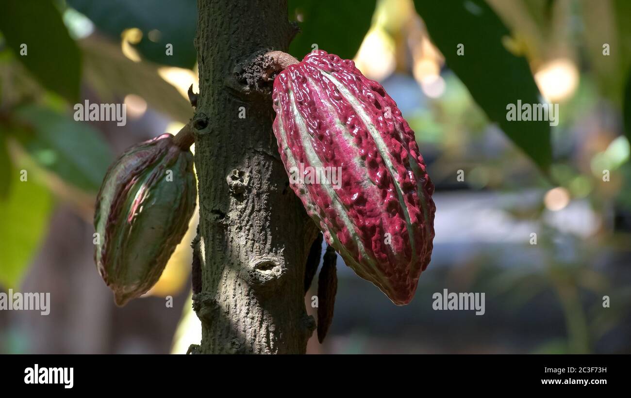 gousses de cacao violet colorées sur un arbre en equateur Banque D'Images