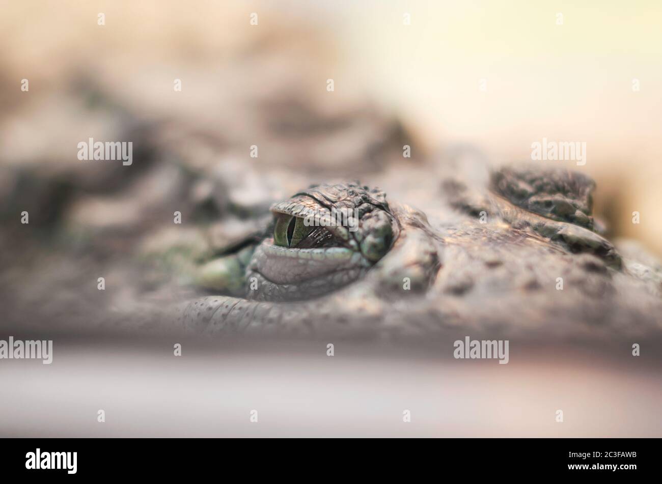 peau de crocodile et chasses de reptiles Banque D'Images